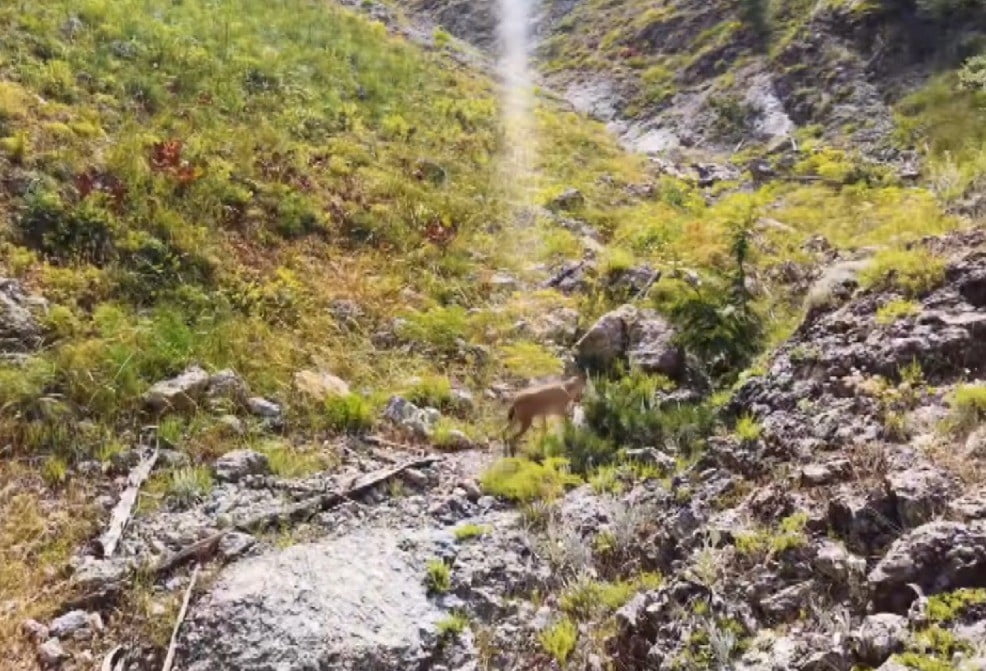 KAHRAMANMARAŞ'TA YARALI HALDE BULUNAN DAĞ KEÇİSİ TEDAVİSİNİN ARDINDAN DOĞAYA BIRAKILDI