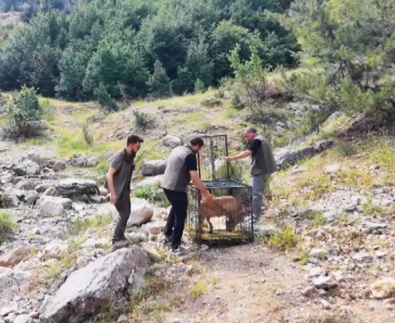 KAHRAMANMARAŞ'TA YARALI HALDE BULUNAN DAĞ KEÇİSİ TEDAVİSİNİN ARDINDAN DOĞAYA BIRAKILDI