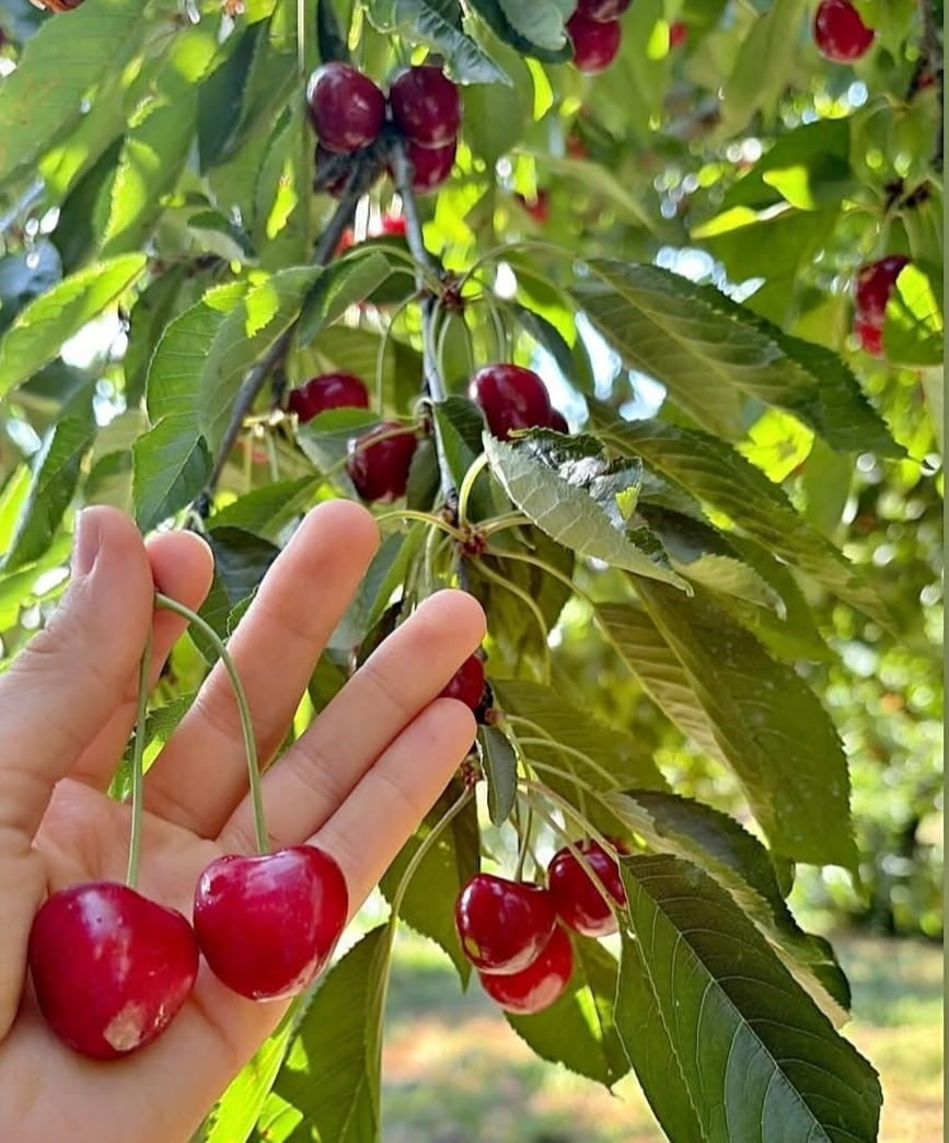KAHRAMANMARAŞ’IN ANDIRIN İLÇESİNDE KENDİNE HAS AROMASIYLA BİLİNEN KİRAZDA HASAT DÖNEMİ...