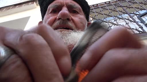 Kalpaklı asırlık çınar Amasya’nın son esanscısı