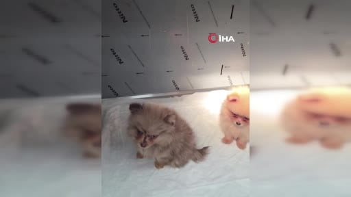 Kapıkule'de kaçak yollarla yurda sokulmak istenen 5 yavru köpek ele geçirildi