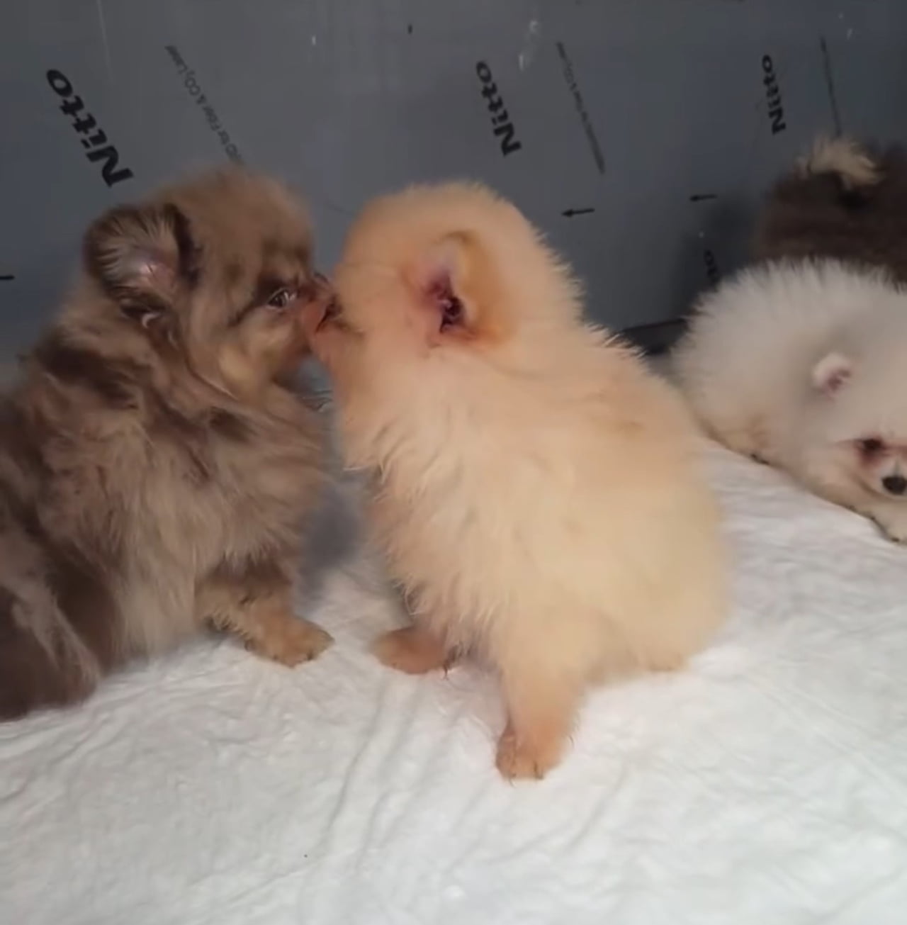 KAPIKULE'DE KAÇAK YOLLARLA YURDA SOKULMAK İSTENEN 5 YAVRU KÖPEK ELE GEÇİRİLDİ