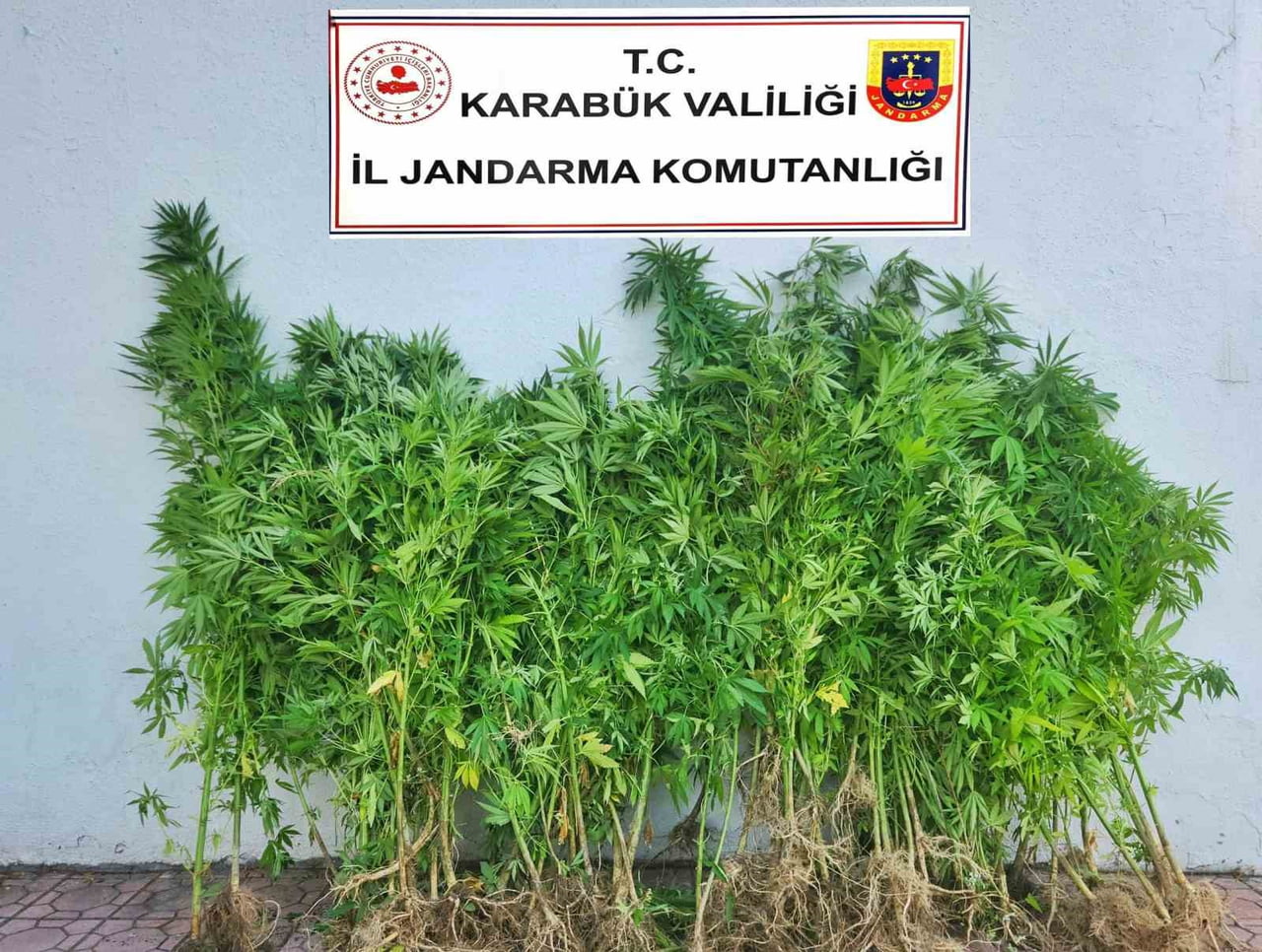 KARABÜK'TE JANDARMA EKİPLERİNCE DÜZENLENEN DÖRT AYRI UYUŞTURUCU OPERASYONUNDA 73 KÖK KENEVİR...