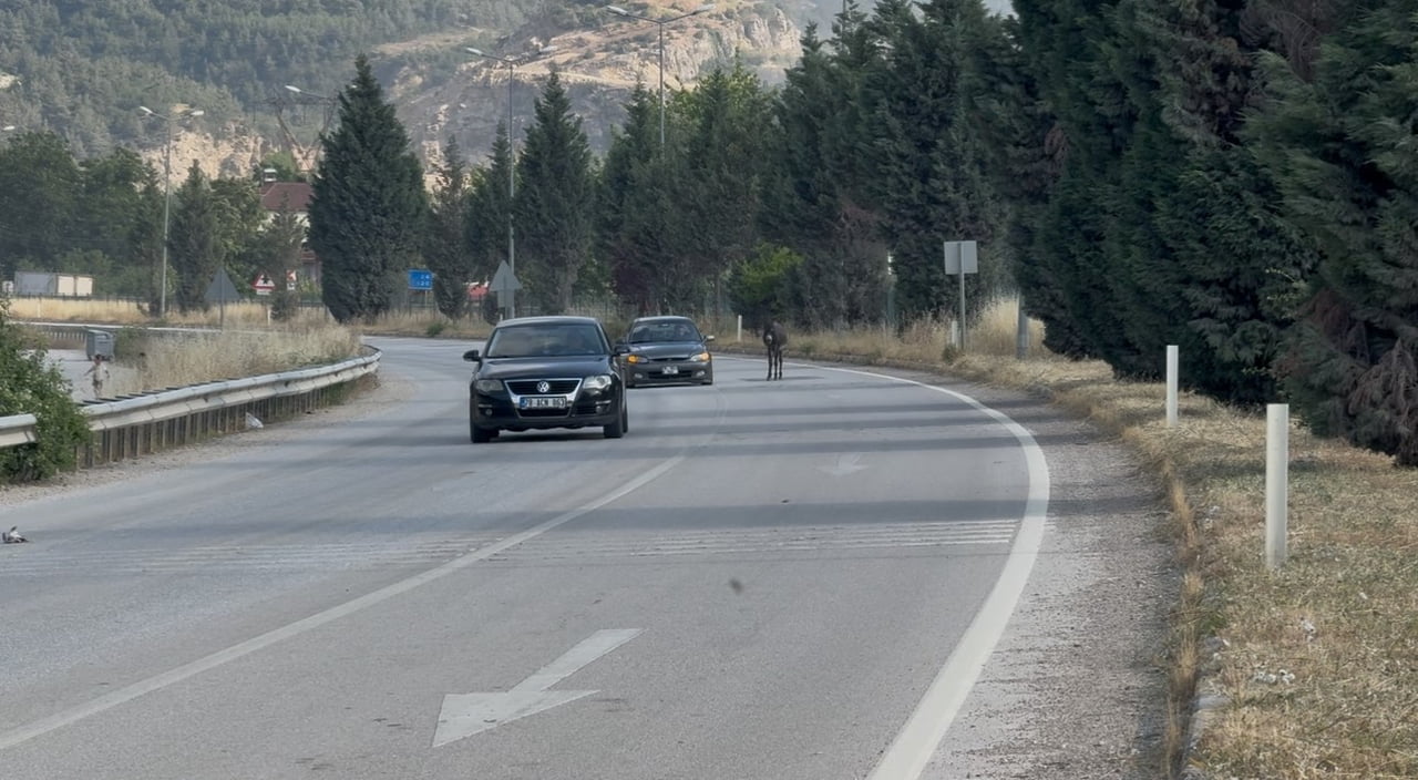 KARABÜK'TE KARA YOLUNA ÇIKAN EŞEK, TRAFİKTE KISA SÜRELİ TEHLİKEYE NEDEN OLDU.