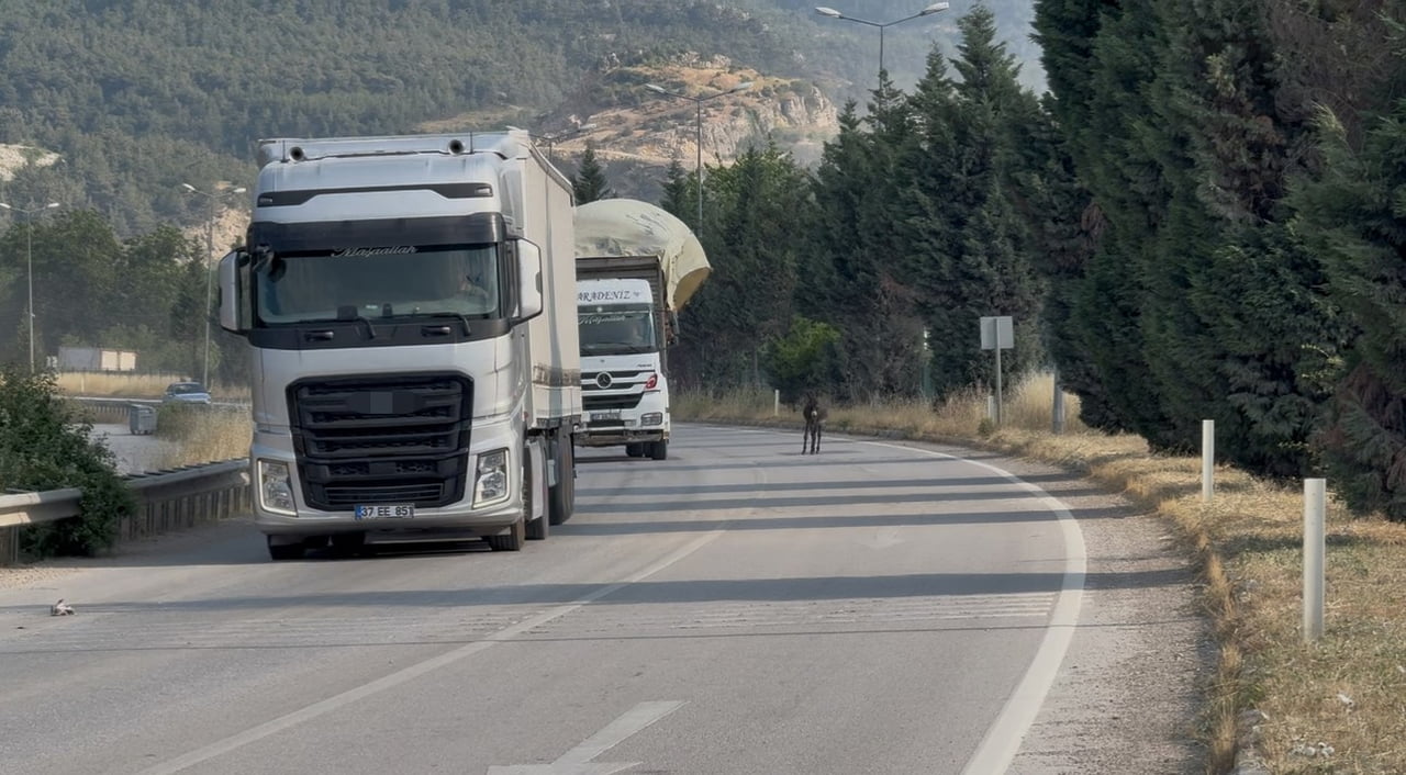 KARABÜK'TE KARA YOLUNA ÇIKAN EŞEK, TRAFİKTE KISA SÜRELİ TEHLİKEYE NEDEN OLDU.