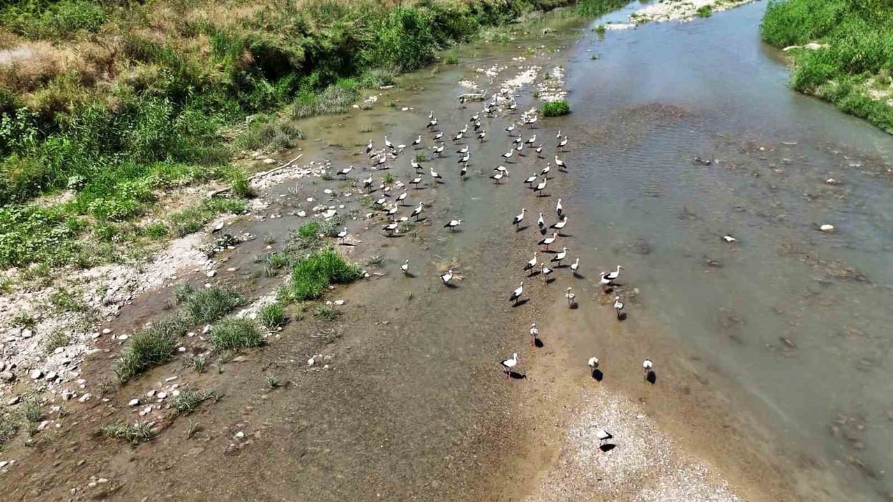 KARABÜK'TE SON YILLARDA SOĞANLI ÇAYI'NI YAŞAM ALANI OLARAK TERCİH EDEN LEYLEK SÜRÜSÜ, DRONLA...