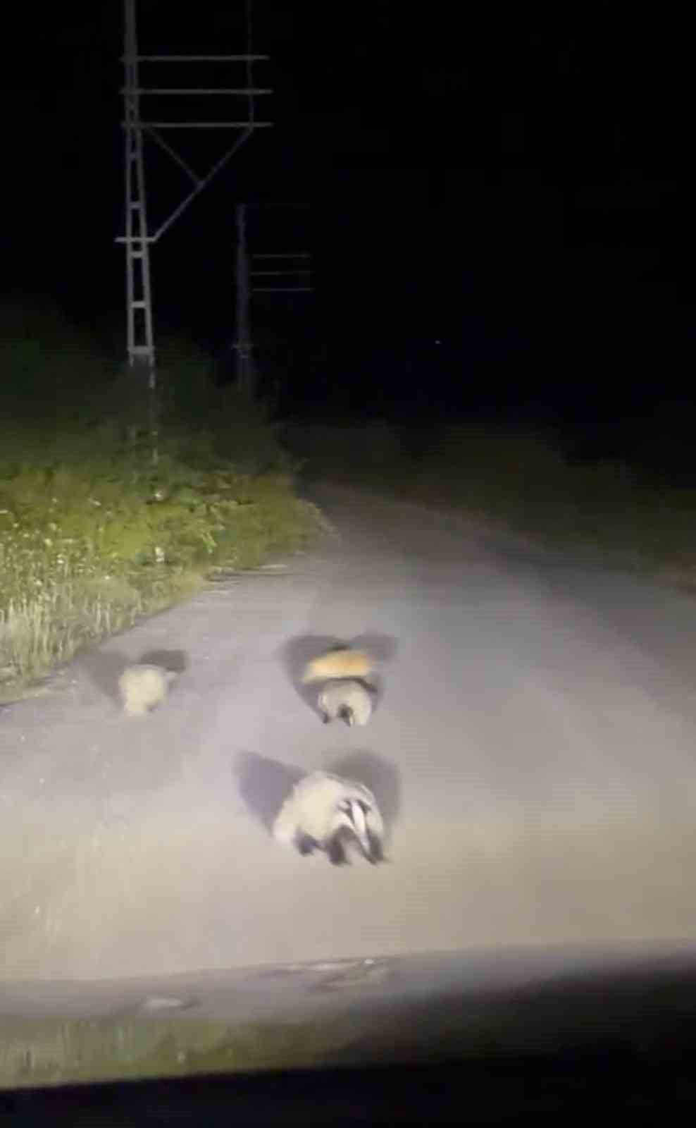 KARABÜK’TE NESLİ KORUMA ALTINDA BULUNAN ANNE PORSUK İLE 3 YAVRUSUNUN GECE SAATLERİNDE YOLDA...