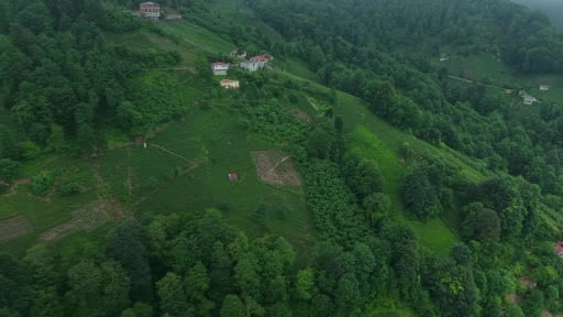 Karadeniz'in yeşil altınında zorlu hasat sürüyor