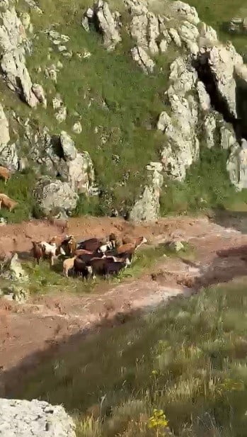 KARS'IN KAĞIZMAN İLÇESİNDE ETKİLİ OLAN SAĞANAK YAĞIŞ, KISA SÜREDE SELE DÖNÜŞEREK GÜNÜNDİ...