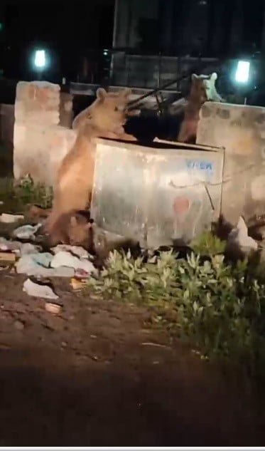 KARS'TA ÇÖP KONTEYNERİNDE YİYECEK ARAYAN ANNE BOZ AYI VE İKİ YAVRUSUNU GÖREN BİR VATANDAŞIN...