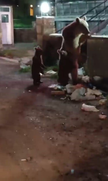 KARS'TA ÇÖP KONTEYNERİNDE YİYECEK ARAYAN ANNE BOZ AYI VE İKİ YAVRUSUNU GÖREN BİR VATANDAŞIN...