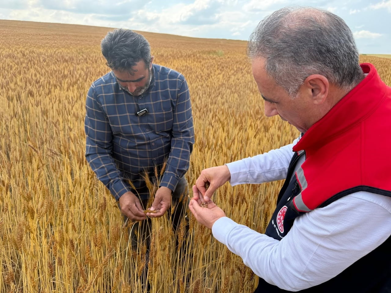 KARS'TA TANER BUĞDAYI UMUT VERİYOR(KARS-İHA)