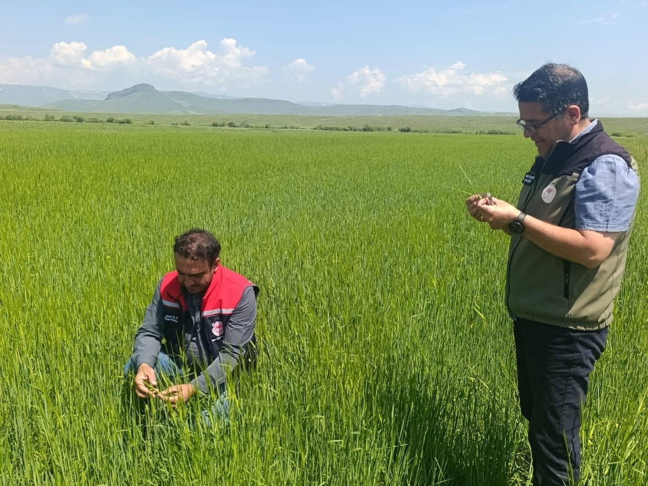 KARS'TA YEM BİTKİLERİ TESPİT ÇALIŞMALARI ARALIKSIZ SÜRÜYOR(KARS-İHA)