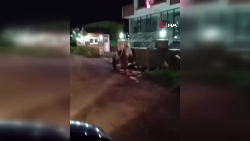 Kars’ta vatandaş yiyecek arayan ayılara türkü söyledi