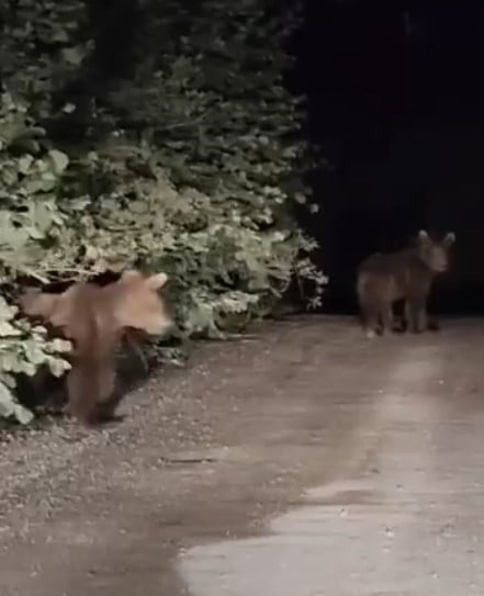 KASTAMONU’DA SEYİR HALİNDEKİ OTOMOBİLİN ÖNÜNE ÇIKAN YAVRU AYILARLA ARAÇTA BULUNAN VATANDAŞLARIN...
