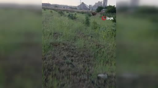 Kaybolan ineğini arayan besiciye buzağı sürprizi