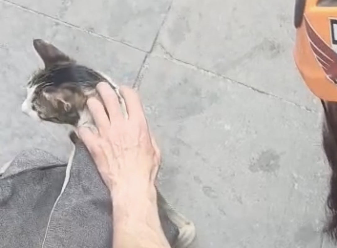 KEDİ KURTARMA OPERASYONU