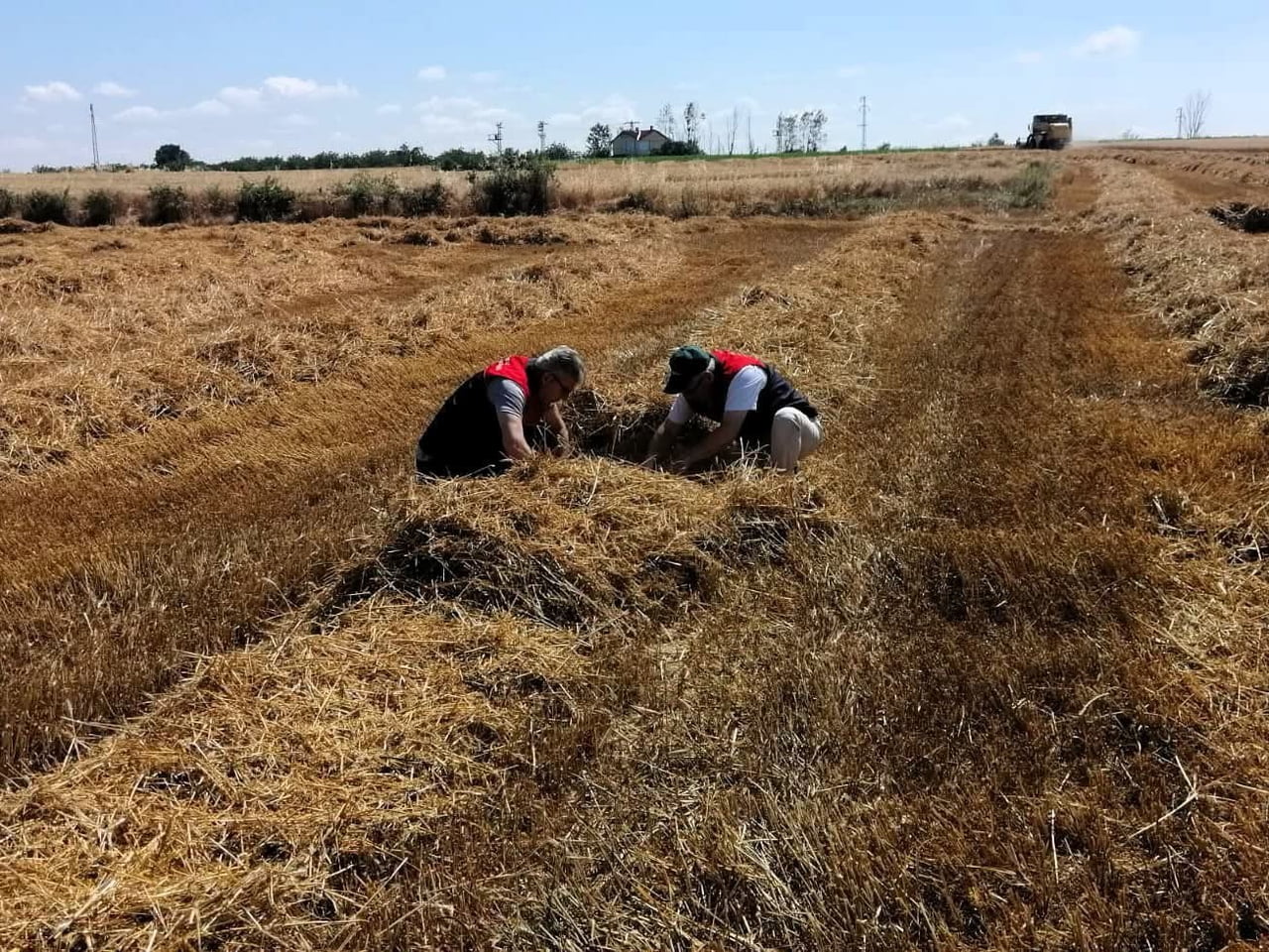KIRKLARELİ TARIM VE ORMAN İL MÜDÜRLÜĞÜ TEKNİK PERSONELİNCE YÜRÜTÜLEN DENETİMLERDE, HASAT YAPILAN...