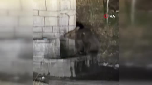 Kızılcahamam'da çeşmeden su içen ayı kamerada