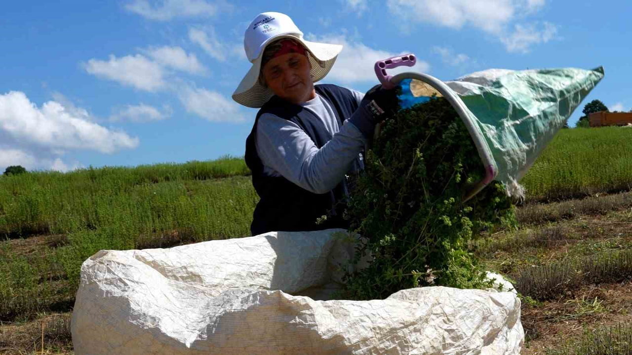 KOCAELİ'DE TARIMSAL KALKINMAYI DESTEKLEMEK AMACIYLA HAYATA GEÇİRİLEN TIBBİ VE AROMATİK BİTKİ...