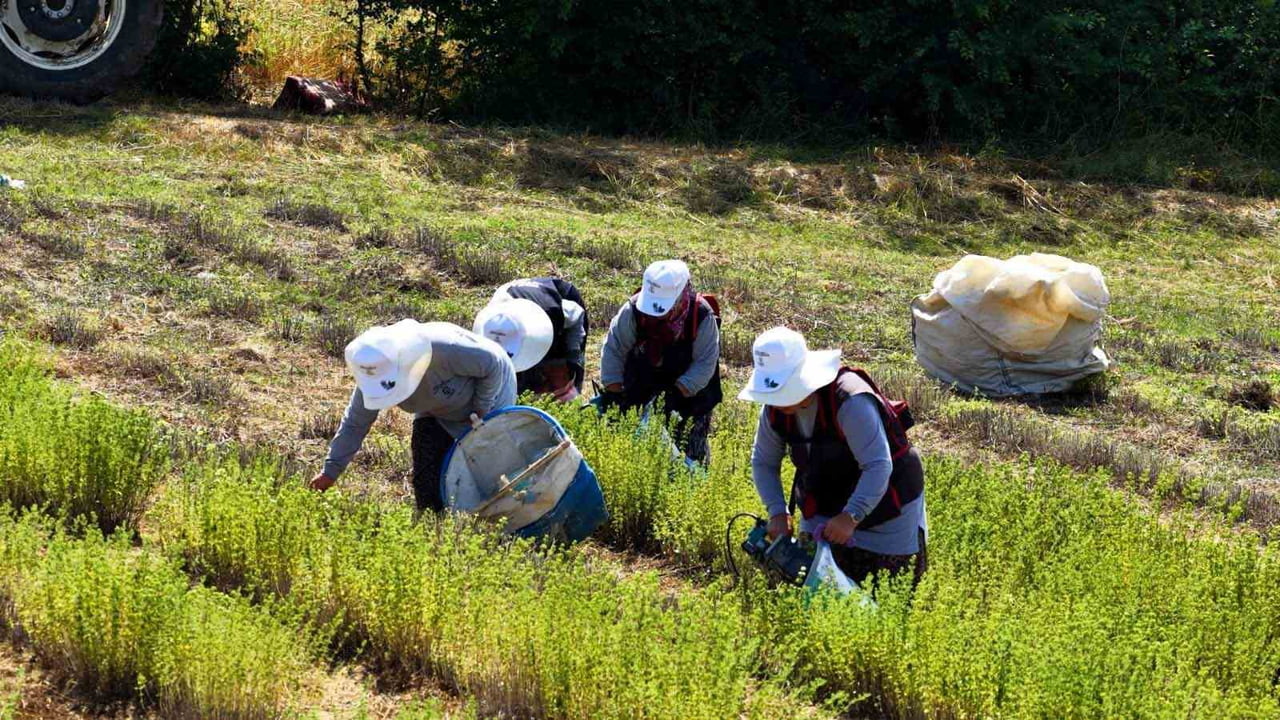 KOCAELİ'DE TARIMSAL KALKINMAYI DESTEKLEMEK AMACIYLA HAYATA GEÇİRİLEN TIBBİ VE AROMATİK BİTKİ...
