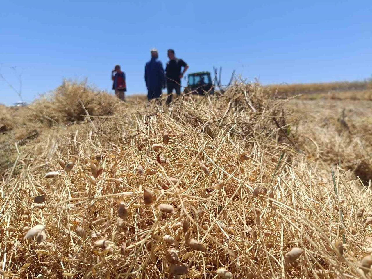 KONYA'NIN BEYŞEHİR İLÇESİNDE "KIRMIZI ALTIN" OLARAK ANILAN KIRMIZI MERCİMEKTE HASAT BAŞLADI.
