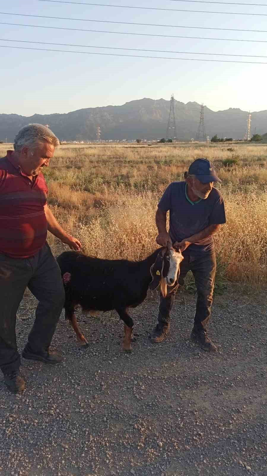 KONYA'NIN SEYDİŞEHİR İLÇESİNDE SOKAK KÖPEKLERİ KEÇİLERE SALDIRDI. KÖPEKLER KEÇİNİN ARKA KISMINI...