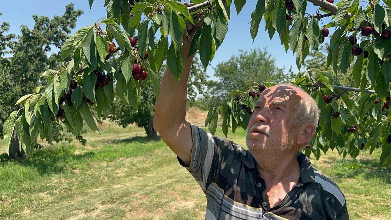 KONYA’NIN AKŞEHİR VE AFYONKARAHİSAR’IN SULTANDAĞI İLÇELERİNDE BU YIL TÜM ZAMANLARIN EN YÜKSEK...
