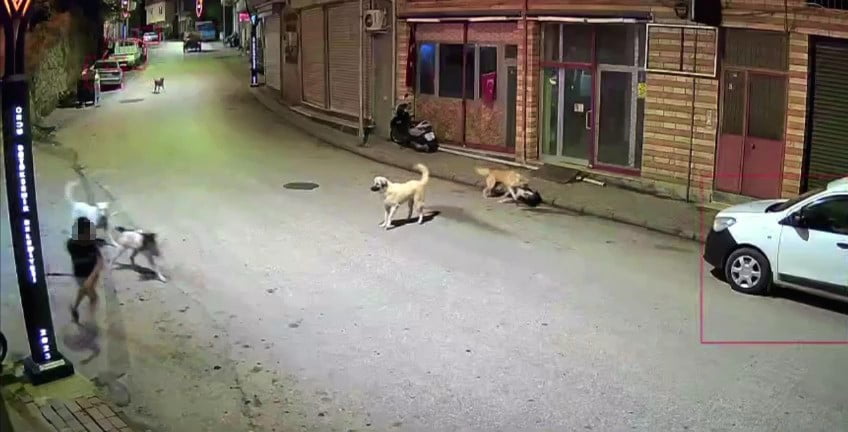 KÖPEKLERİN ÇOCUĞA SALDIRMA ANI