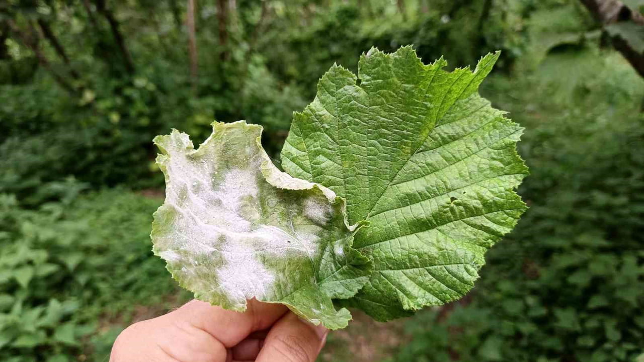 KÜLLEME HASTALIĞI OLAN VE OLMAYAN FINDIK YAPRAĞI