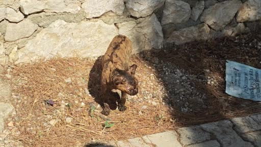 Kumluca'da sokak kedisi orman yangından kurtarıldı