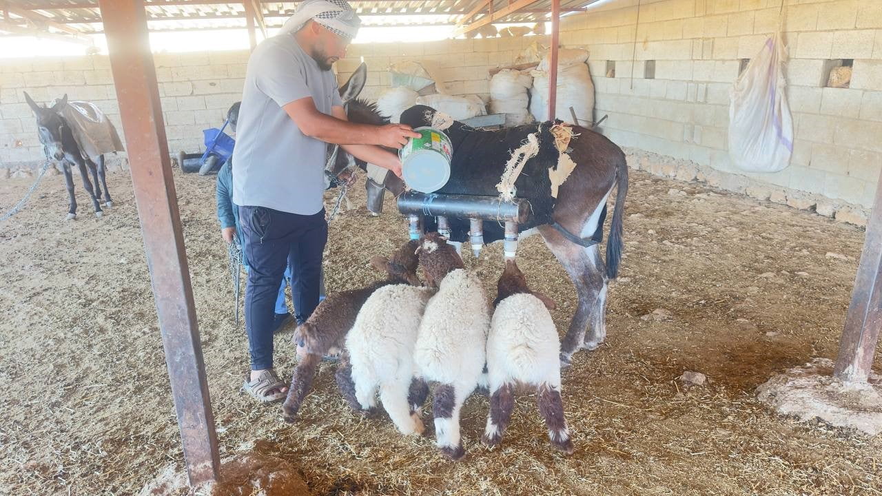 KURDUĞU DÜZENEKLE KUZULARI BESLİYOR