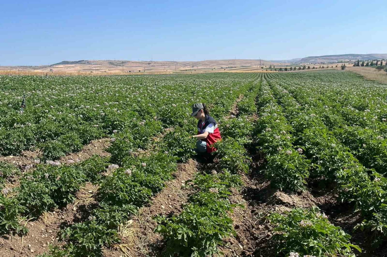 KÜTAHYA’DA PATATES TARLALARINDA BİTKİ PASAPORTU DENETİMLERİ BAŞLADI