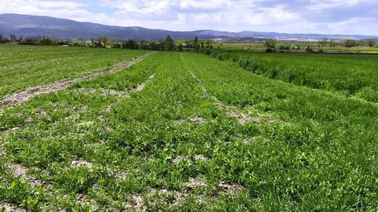 KÜTAHYA KÖPRÜÖREN KÖYÜNDE YEM BEZELYESİ DEMONSTRASYONUNDA HASAT TAMAMLANDI