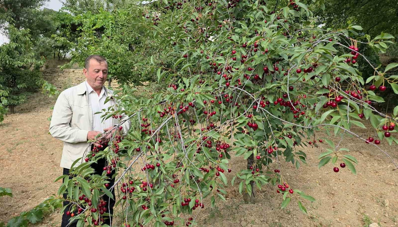 KÜTAHYALI VİŞNE ÜRETİCİLERİ TABAN FİYAT VE FİYAT İSTİKRARI İSTİYOR