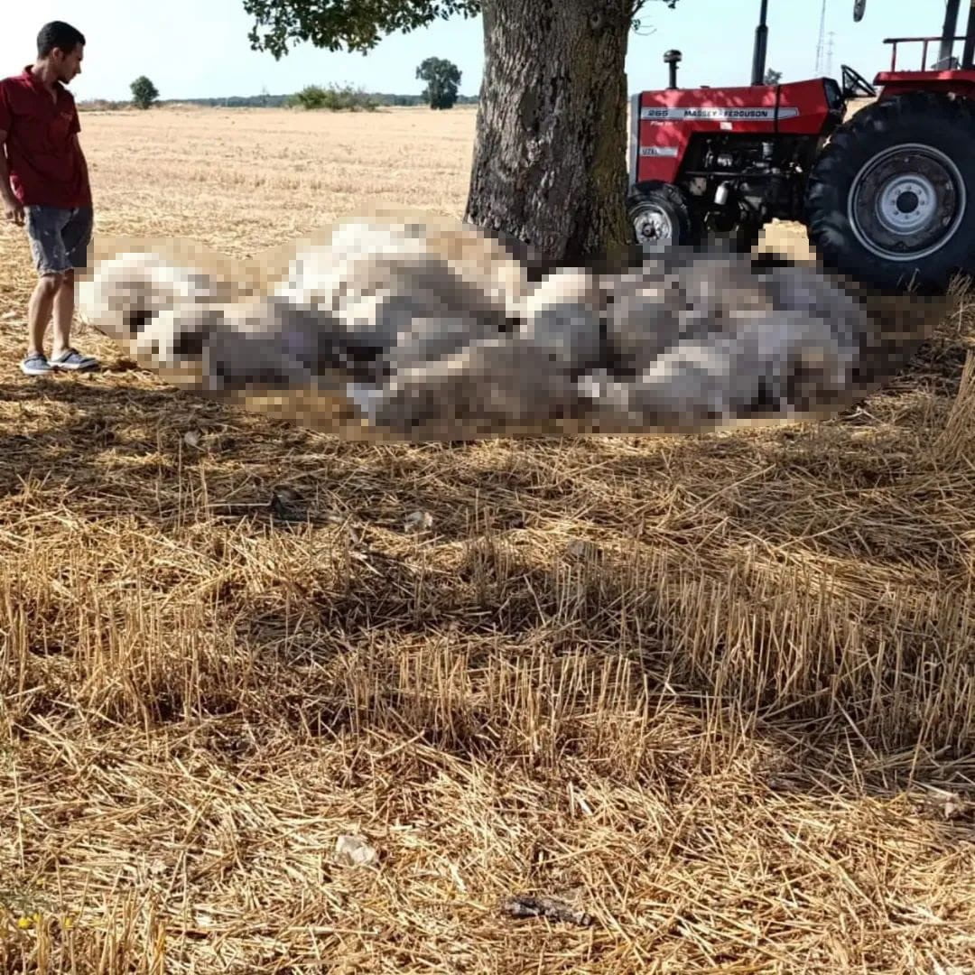 LALAPAŞA İLÇESİNE BAĞLI DEMİRKÖY KÖYÜNDE MERADA BULUNAN VE ALTINDA KOYUNLARIN BULUNDUĞU AĞACA...