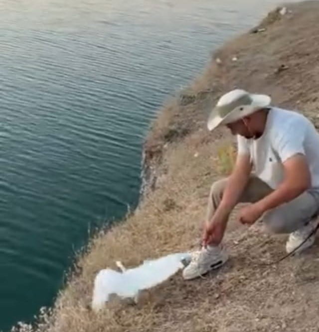 MALATYA'DA AMATÖR BALIKÇILARIN OLTASINA BALIK YERİNE MARTI TAKILDI. O ANLAR CEP TELEFONU...