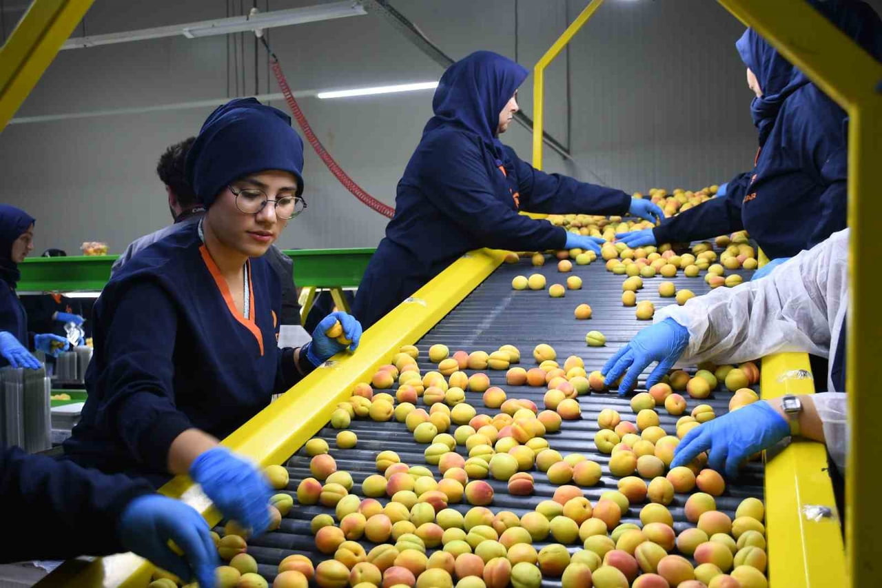 MALATYA'DA YAŞ KAYISI İHRACATI BAŞLADI