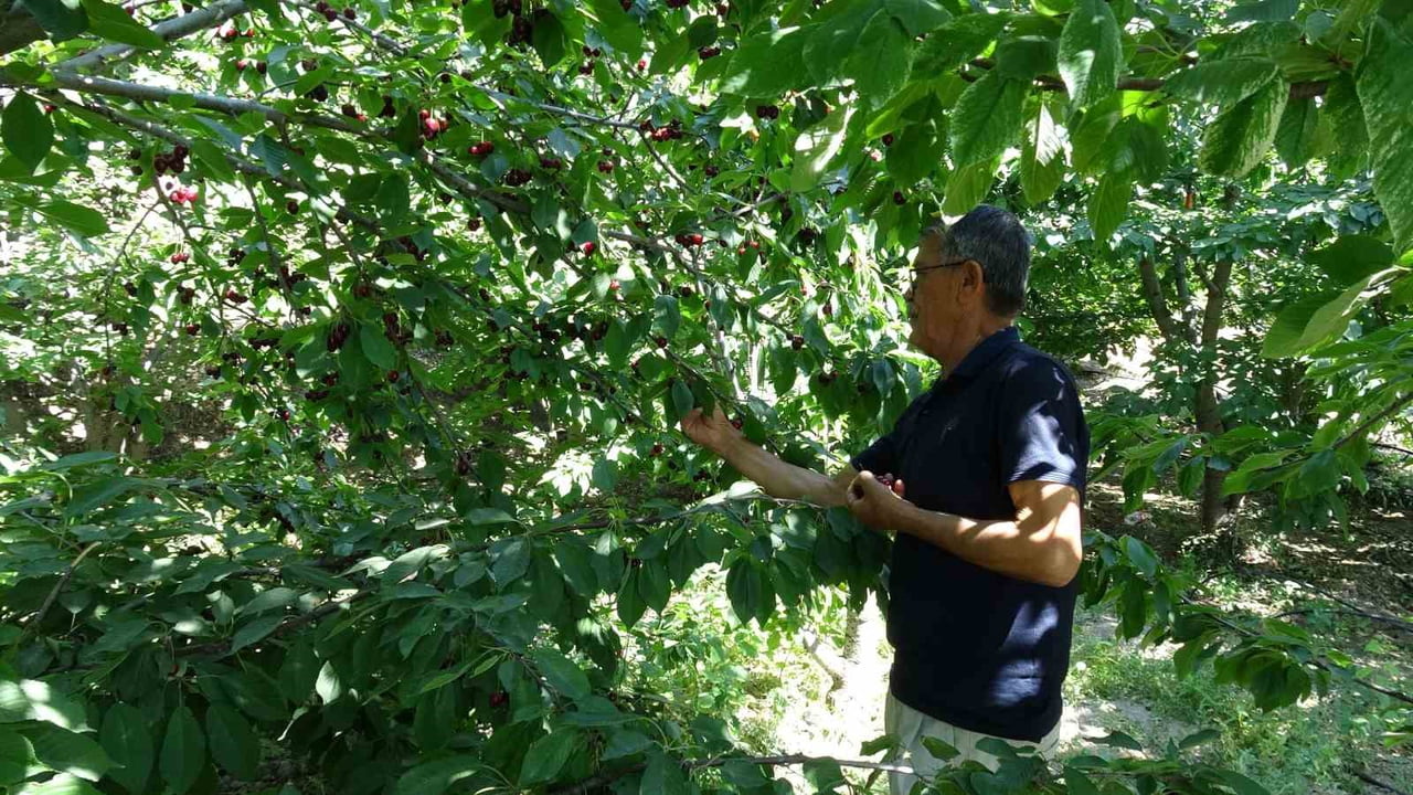 MALATYA'NIN COĞRAFİ İŞARETLİ DALBASTI KİRAZINDA HASAT SONA YAKLAŞTI