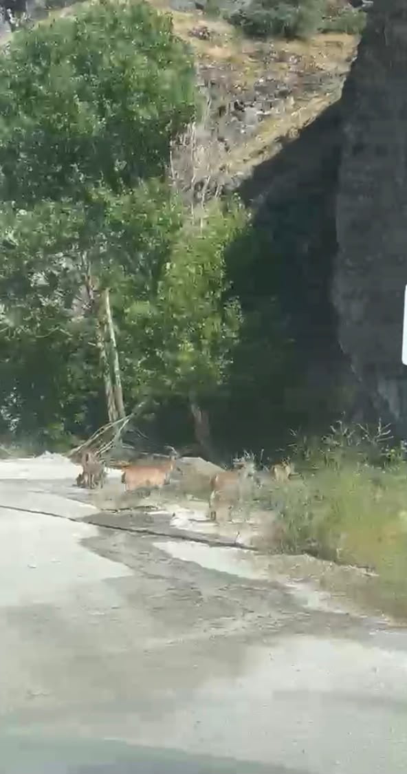 MALATYA'NIN DOĞANŞEHİR İLÇESİNDE SÜRÜ HALİNDE KARAYOLUNA İNEN YABAN KEÇİLERİ, VATANDAŞLAR...