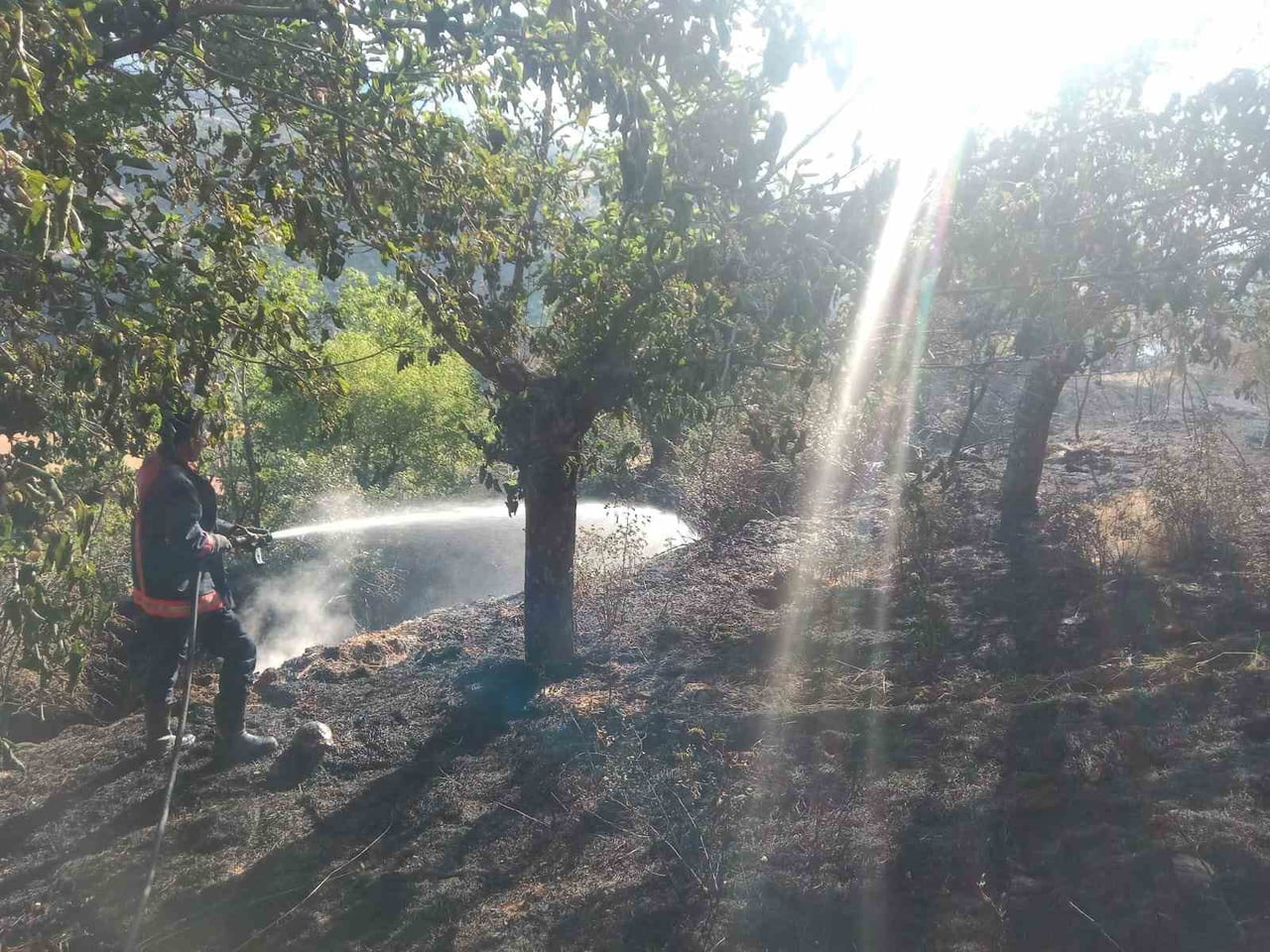 MALATYA'NIN PÜTÜRGE İLÇESİNDE ÇIKAN YANGINDA 2 EV İLE YAKLAŞIK 20 DÖNÜM MEYVE BAHÇESİ VE ORMANLIK...