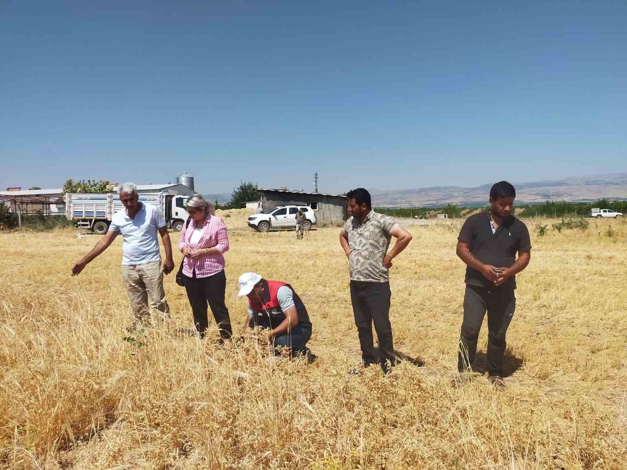 MALATYA’DA 500 TON NOHUT REKOLTESİ BEKLENİYOR
