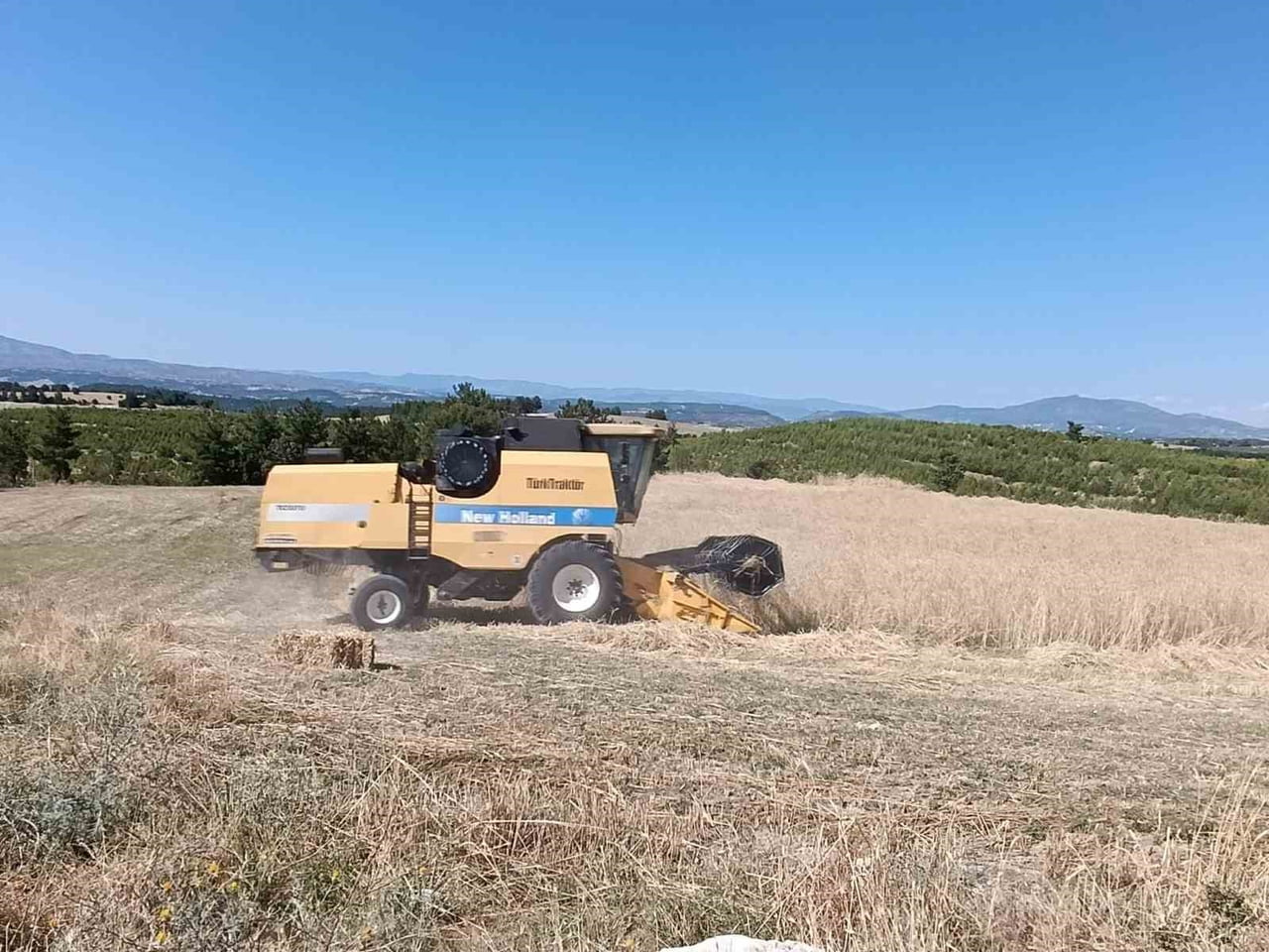 MANİSA'NIN EN UZAK İLÇELERİNDEN SELENDİ'DE ARPA VE BUĞDAY HASADI BAŞLADI. YAĞIŞLARIN OLUMLU...