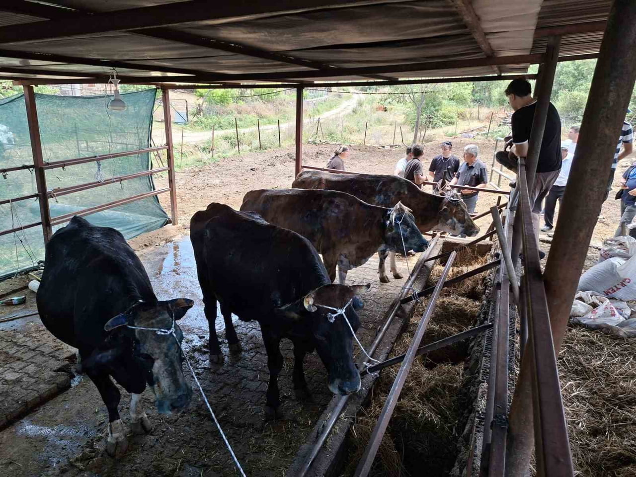 MANİSA'NIN GÖRDES İLÇESİNDE ÇIKAN YANGINDA SAMAN BALYALARI VE HAYVAN YEMLERİ KÜLE DÖNERKEN, MANİSA...