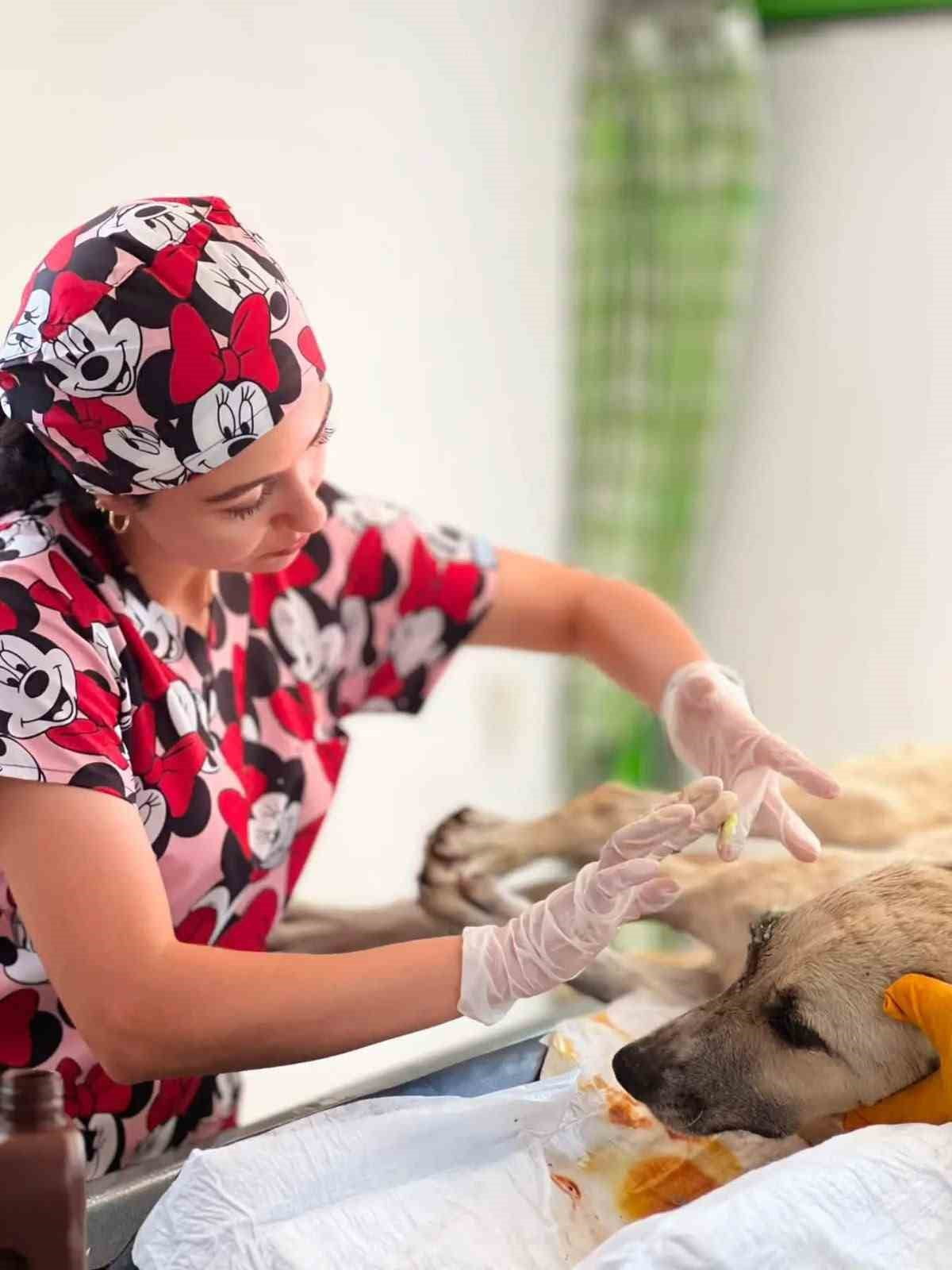 MANİSA'NIN SARIGÖL İLÇESİNDE GÖZÜNE BAĞ ÇUBUĞU SAPLANAN YARALI SOKAK KÖPEĞİ, DUYARLI VATANDAŞLARIN...