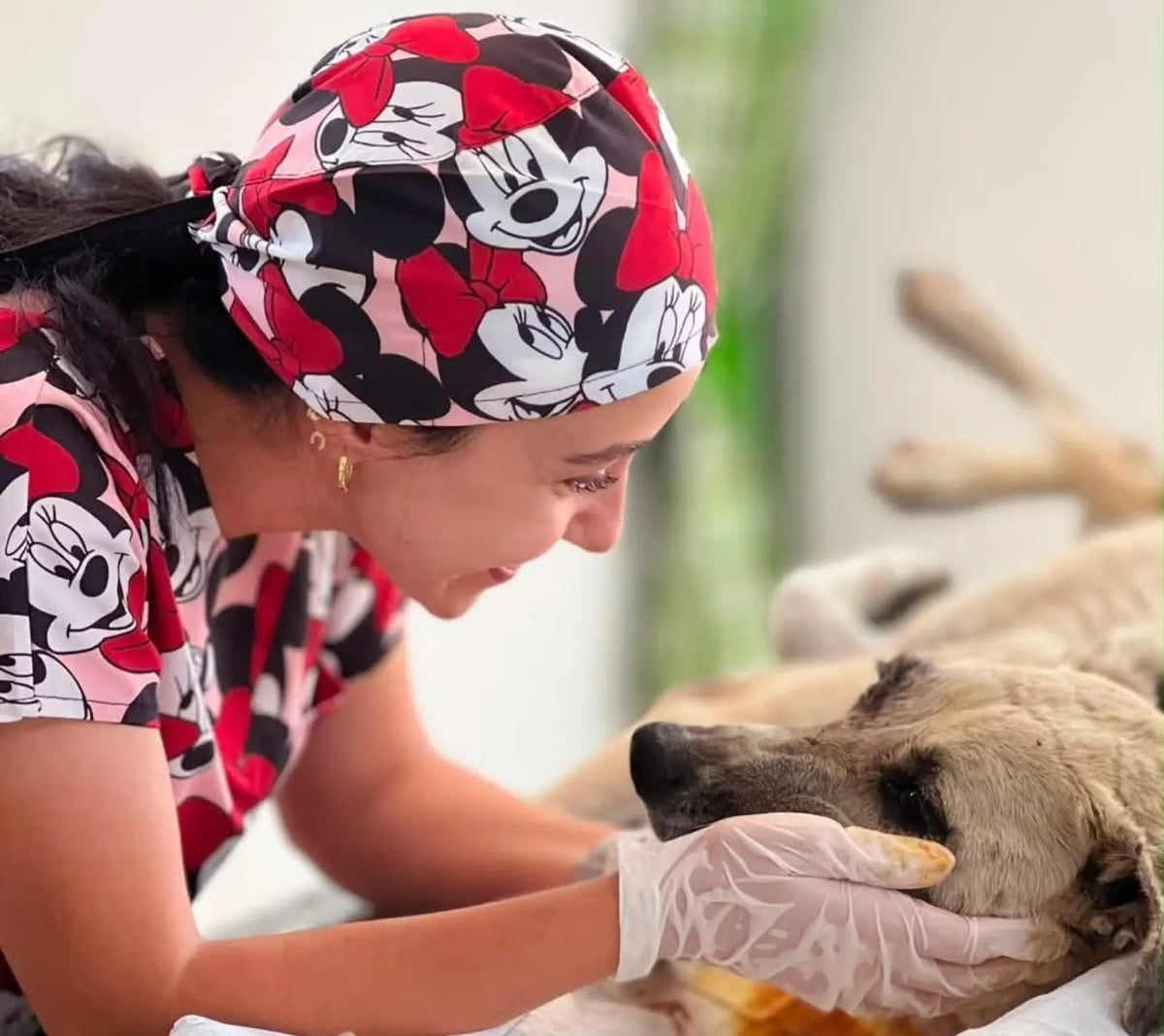MANİSA'NIN SARIGÖL İLÇESİNDE GÖZÜNE BAĞ ÇUBUĞU SAPLANAN YARALI SOKAK KÖPEĞİ, DUYARLI VATANDAŞLARIN...