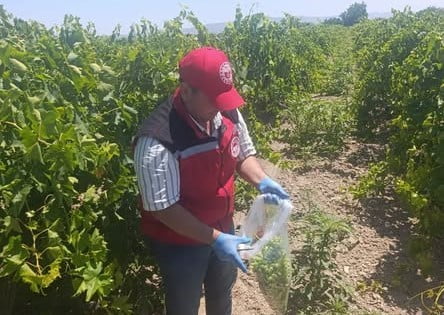 MANİSA’NIN SALİHLİ İLÇESİNDE BÖLGENİN EN ÖNEMLİ İHRACAT ÜRÜNÜ OLAN ÜZÜM HASADI ÖNCESİNDE PESTİSİT...