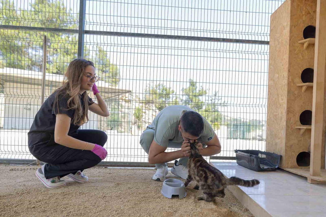 MERSİN BÜYÜKŞEHİR BELEDİYESİ EKİPLERİ, İHBAR ÜZERİNE ULAŞTIKLARI YARALI KEDİ VE KÖPEKLERİ KAŞLI...