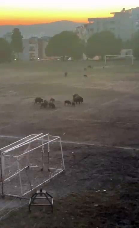 MİLAS İLÇESİNE BAĞLI TURİZM MERKEZİ GÜLLÜK MAHALLESİ'NDE YABAN DOMUZLARI BU KEZ FUTBOL SAHASINDA...