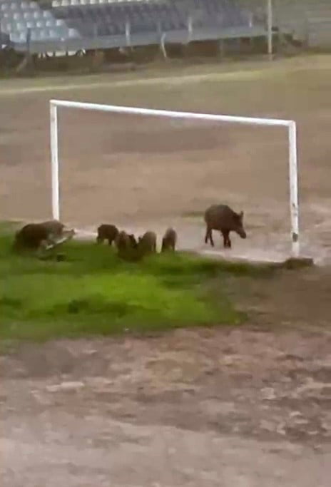 MİLAS İLÇESİNE BAĞLI TURİZM MERKEZİ GÜLLÜK MAHALLESİ'NDE YABAN DOMUZLARI BU KEZ FUTBOL SAHASINDA...